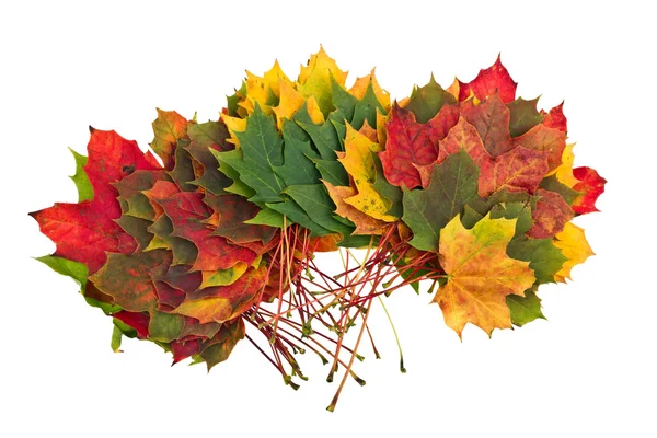 Kleurrijke herfstbladeren herfst esdoorn geïsoleerd op witte achtergrond — Stockfoto