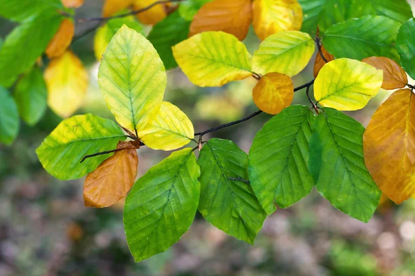 Hojas de haya de otoño — Foto de Stock