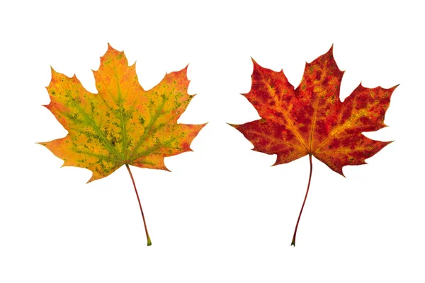 Цветные осенью листья клена изолированы на белом фоне — стоковое фото