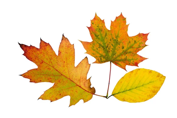 Hojas coloridas de otoño aisladas sobre fondo blanco —  Fotos de Stock