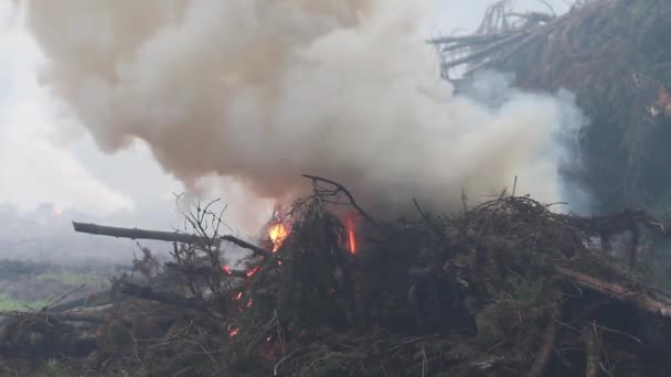 Палаючі гілки ялини і піднятий дим. Очищення лісу . — стокове відео