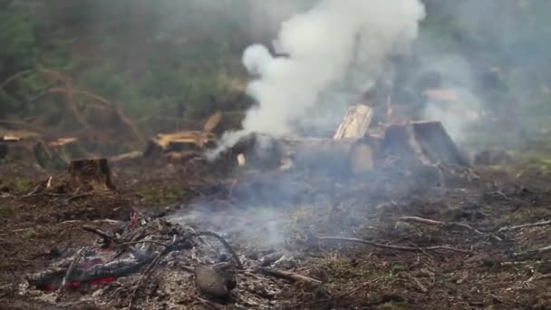 Çam dalları yanma ve duman yükseliyor. Orman Temizleme. — Stok video