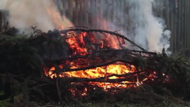 Hořící smrkových větví a stoupá kouř. Čištění lesa. — Stock video