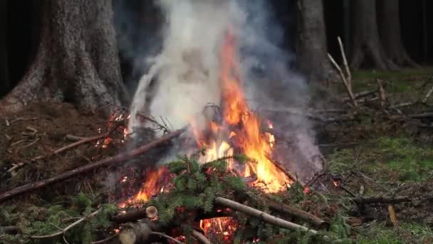 Ramas de abeto ardiendo y humo creciente. Limpieza del bosque . — Vídeo de stock