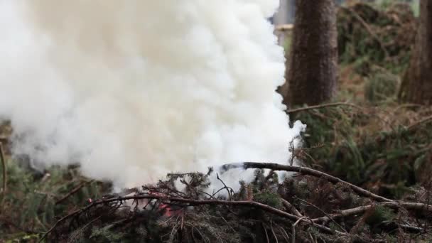 Ramas de abeto ardiendo y humo creciente. Limpieza del bosque . — Vídeo de stock