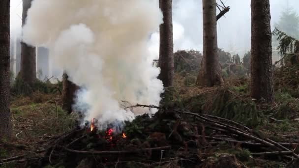 Queimar ramos de abeto e fumar. Limpeza da floresta . — Vídeo de Stock