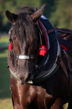 Taslak at koşum takımı içinde