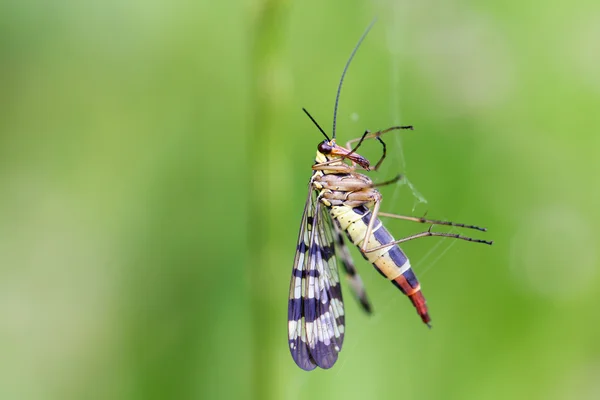 Insectos sobre fondo verde —  Fotos de Stock