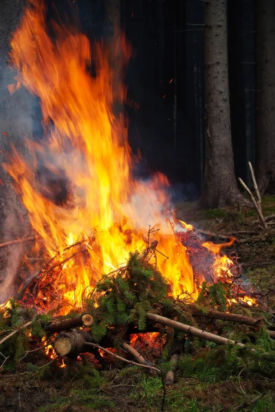 Burning spruce branches. Cleaning the forest. — Stock Photo, Image