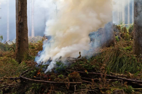 Ardiendo ramas de abeto. Limpieza del bosque . —  Fotos de Stock