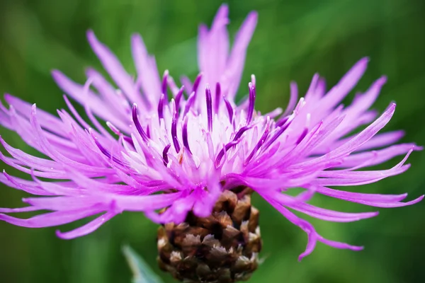 Cornflower on green background — Stock Photo, Image