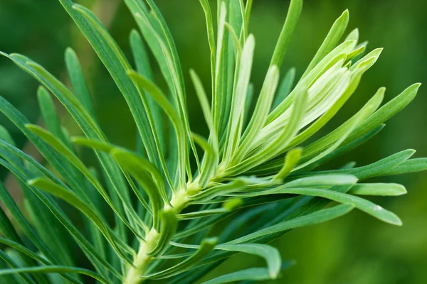 Background from green tree branches — Stock Photo, Image