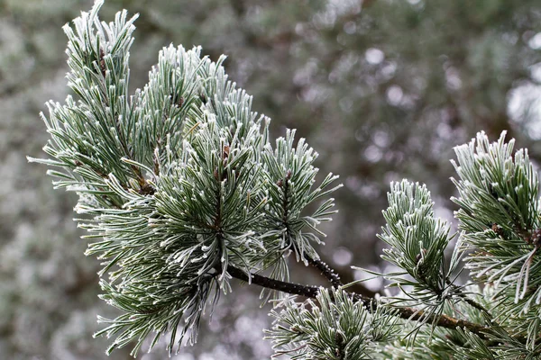 Arrière-plan de branches de pin glacé avec givre — Photo