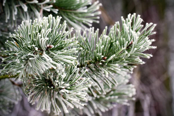 Buzlu çam ağacı dalları frost ile kökenli. Kış arka plan — Stok fotoğraf