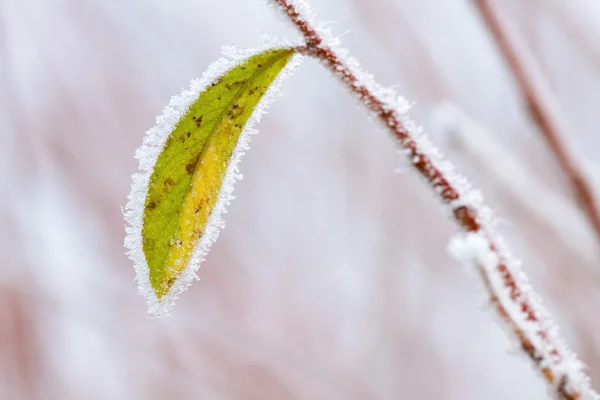 寒冷的冬天叶抽象 — 图库照片