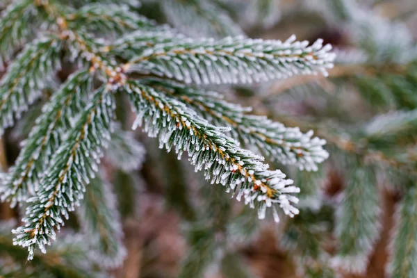 Geada de inverno na árvore de abeto — Fotografia de Stock