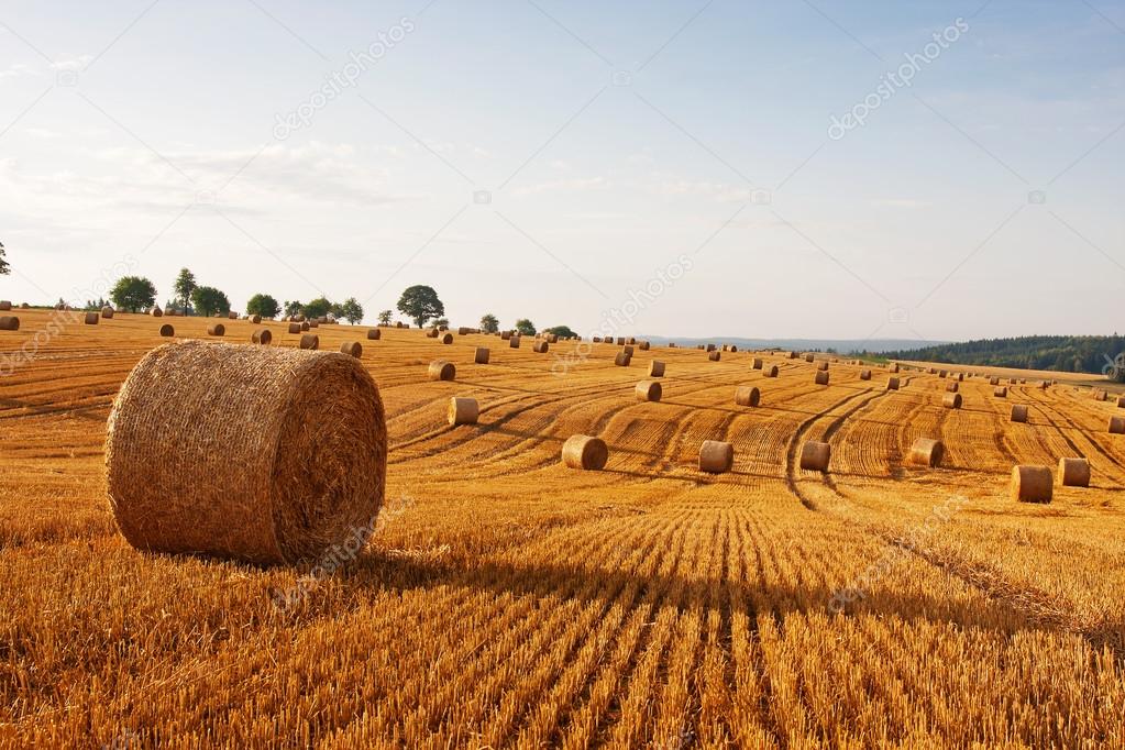 Hay bales on the field after harvest