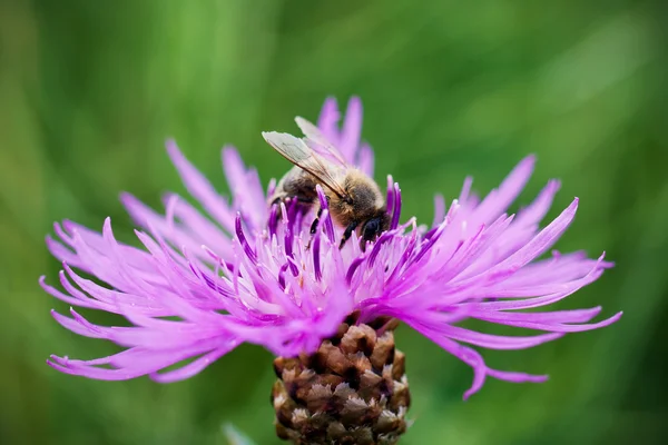 Cornflower and bee on green background. — Stock Photo, Image