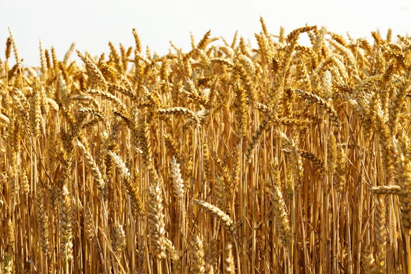 Orelhas douradas de trigo no campo — Fotografia de Stock