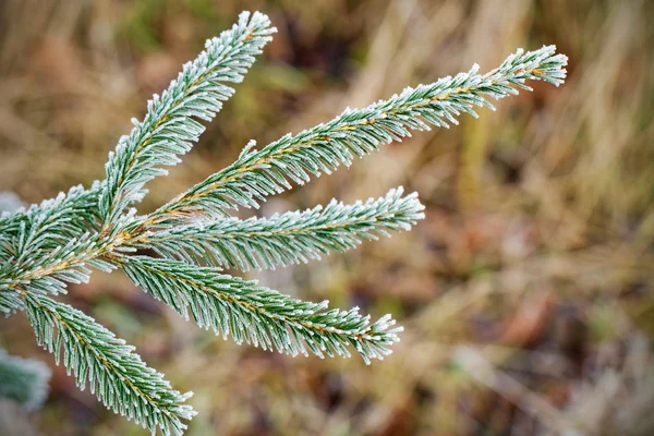 Winter frost on spruce tree