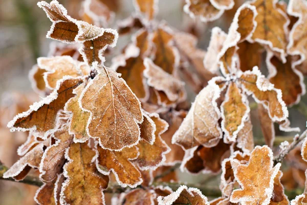 Trockene Eichenblätter mit Frost — Stockfoto