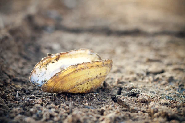 Closeup of dry soil and dry clam — Stock Photo, Image