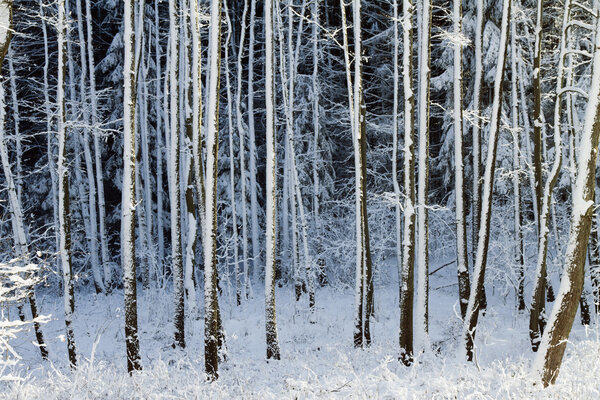 Snowy trees in the winter forest