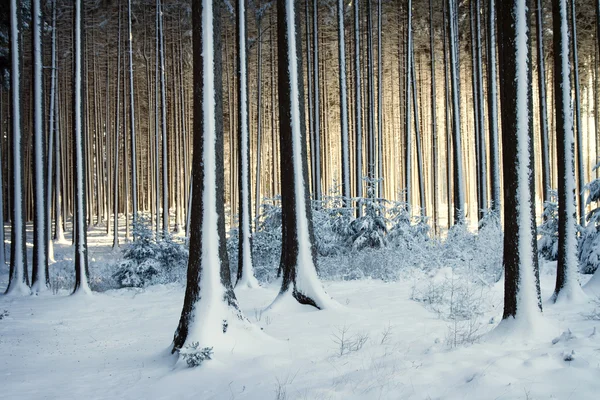 Verschneite Bäume im Winterwald — Stockfoto