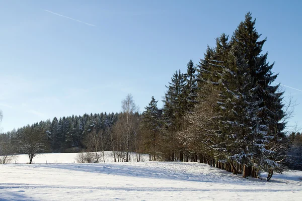 Besneeuwde bomen in de winter — Stockfoto