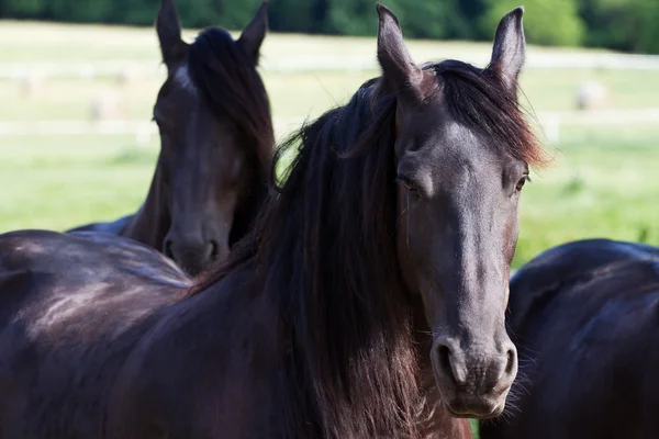 Friese paard — Stockfoto