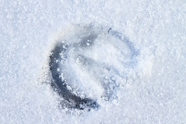 Fußabdruck eines Pferdes im Schnee — Stockfoto