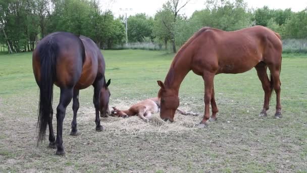 干し草を食べている馬 — ストック動画