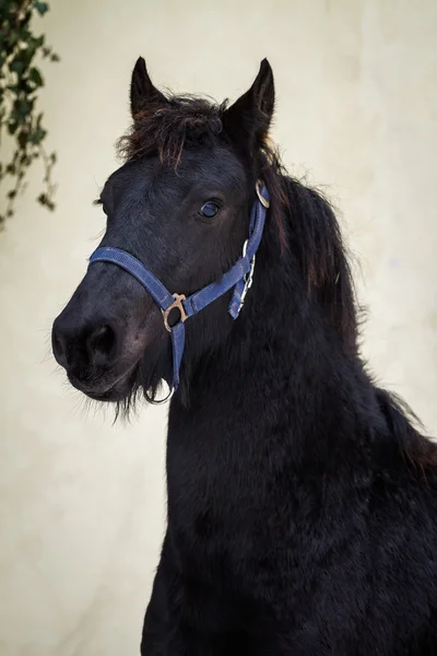 Portret uroda źrebię - fryzyjski koń ogier — Zdjęcie stockowe