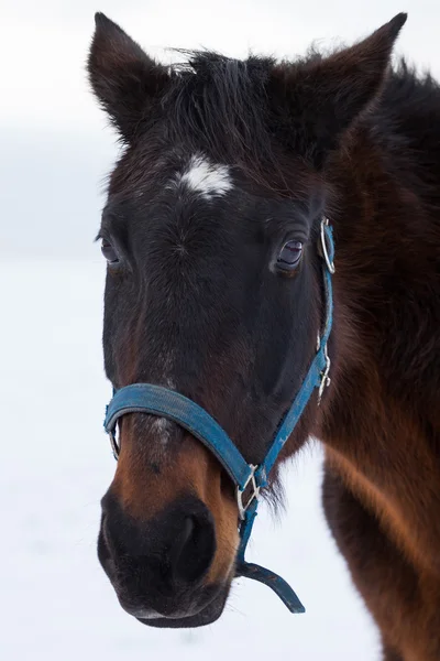 Portret konia brązowego — Zdjęcie stockowe