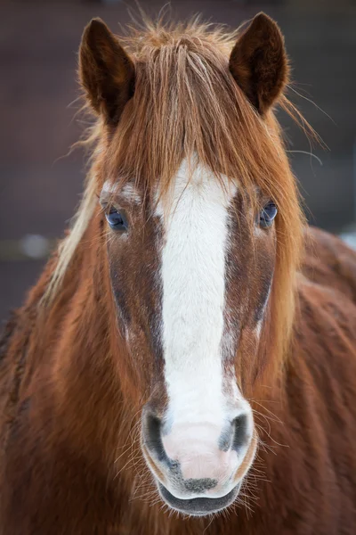 Kahverengi atın portresi — Stok fotoğraf