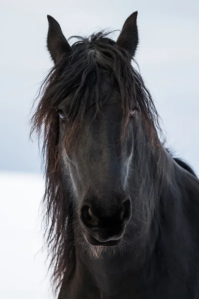 Portrait beauty friesian horse — Stock Photo, Image