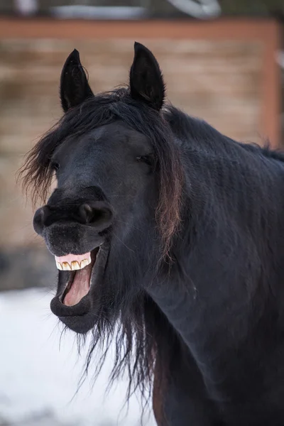 Bay horse yawning - friesian horse — Stock Photo, Image