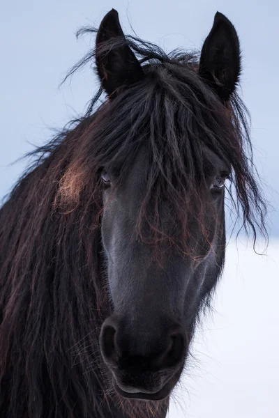 Portrét krása Fríský kůň v zimě — Stock fotografie