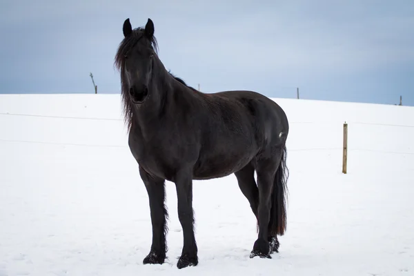 Friesian horse in winter — Stock Photo, Image
