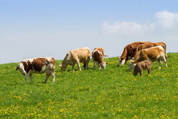 Stada krów w dziedzinie wiosna zielony — Zdjęcie stockowe