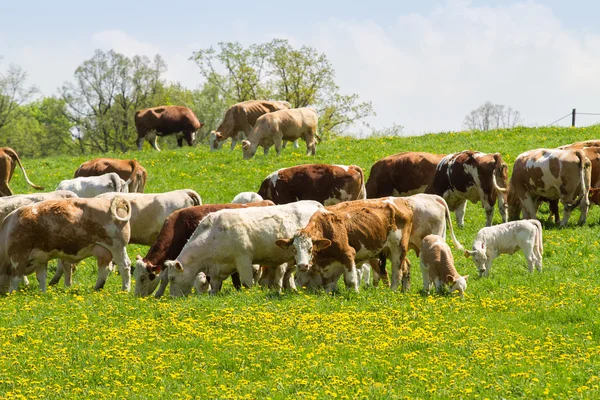 Herd of cows at spring green field — Stock Photo, Image