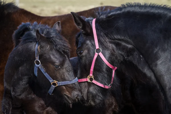 Foal kecantikan Kuda friesian — Stok Foto