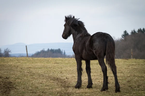 Belleza potro - caballo frisón semental —  Fotos de Stock