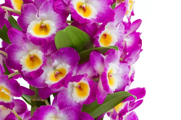 Flores de orquídea de dendrobio rosa sobre un fondo blanco —  Fotos de Stock