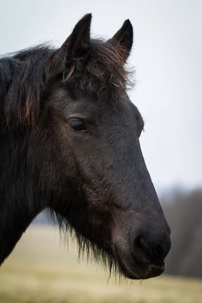Belleza potro - caballo frisón semental —  Fotos de Stock
