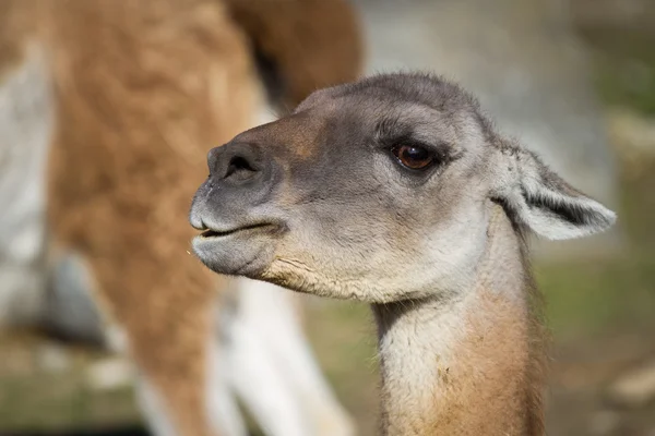 Çok lama guanicoe — Stok fotoğraf