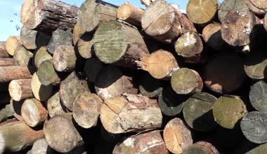 Ağaç kütükleri yığını