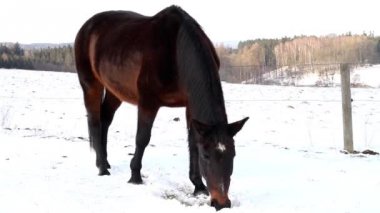 Kış üzerinde otlatma atlar