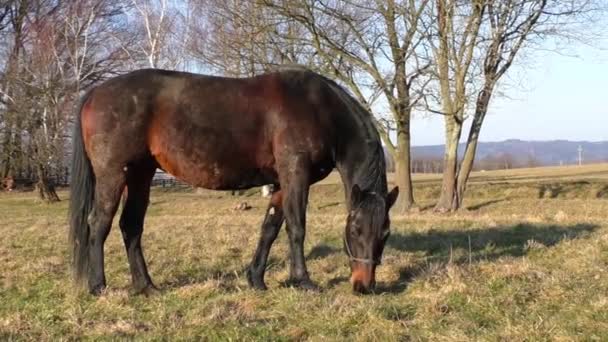草地上的一匹棕色的马 — 图库视频影像