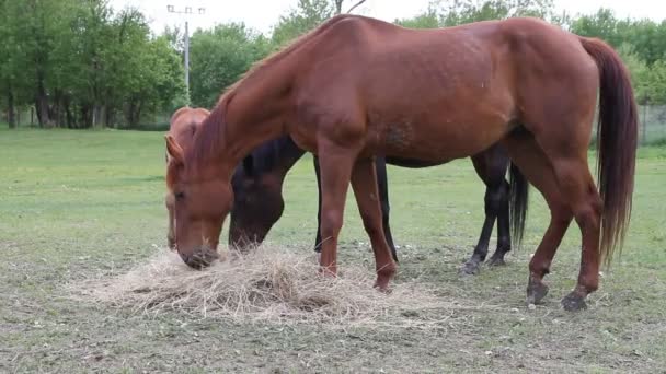 Horse eating hay — Stock Video